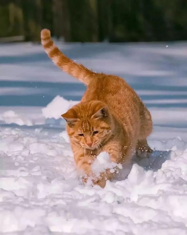 乌云盖雪猫进屋寓意(解读猫在不同文化中的象征含义)