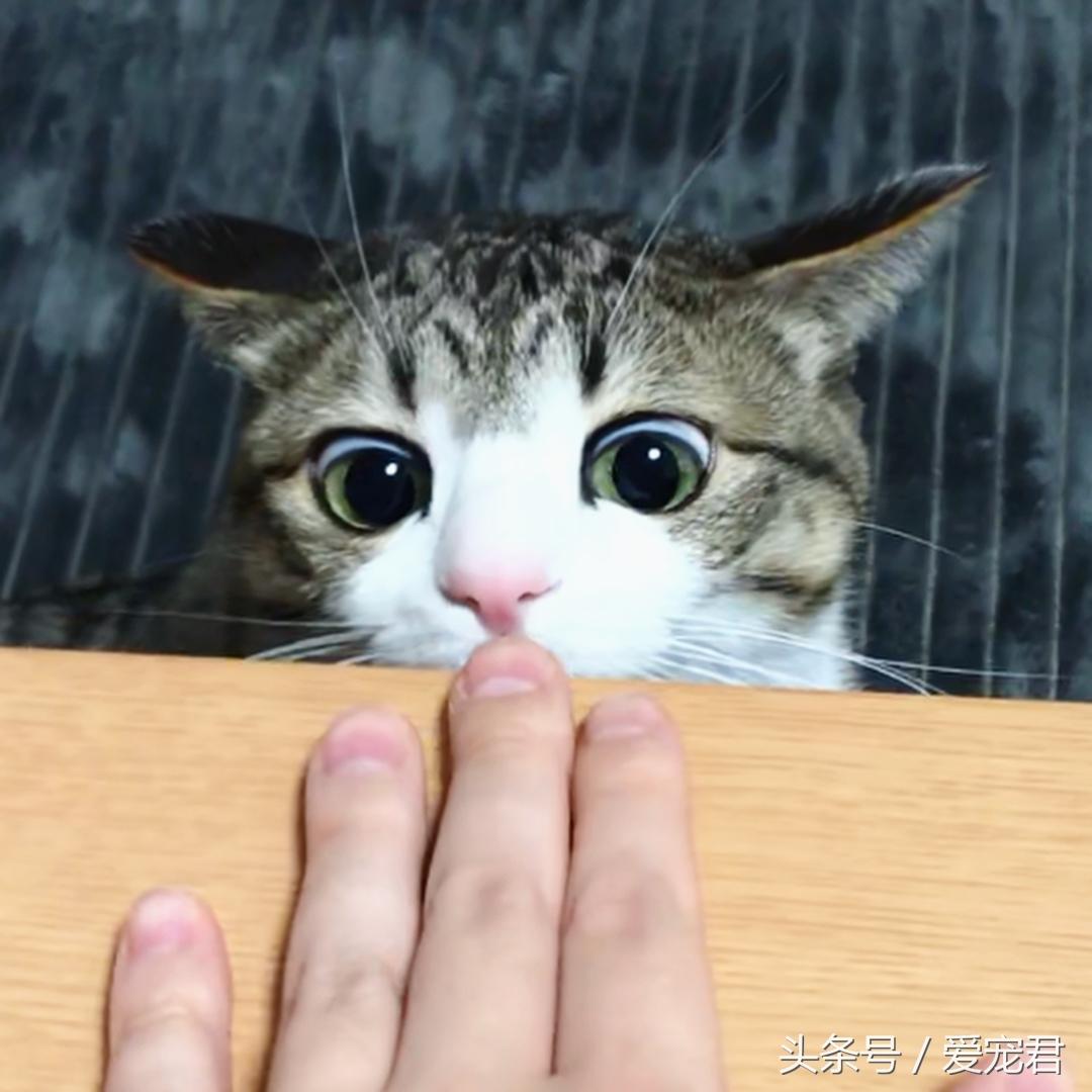 猫咪可以吃鸡骨头吗？怎样才安全？（饮食与健康攻略）