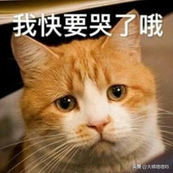 猫每年都需要注射疫苗吗？（解答关于猫咪疫苗的常见问题）