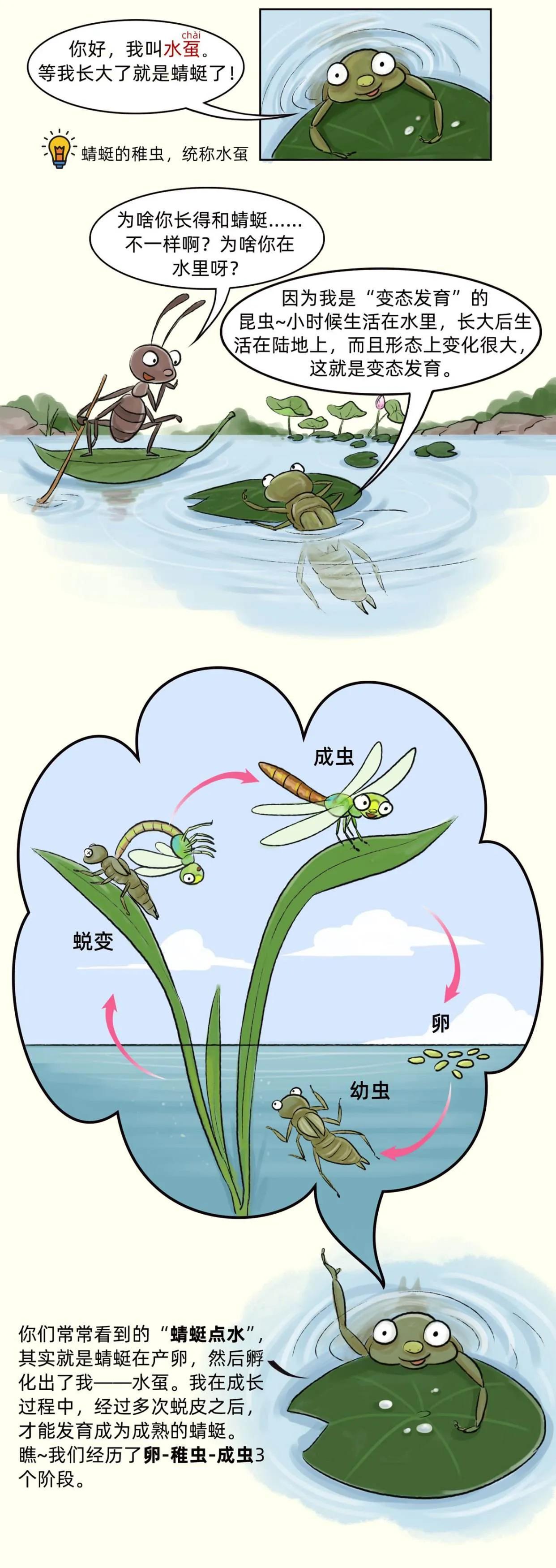 蜻蜓是益虫吗，为什么蜻蜓是有益昆虫，它的好处是什么