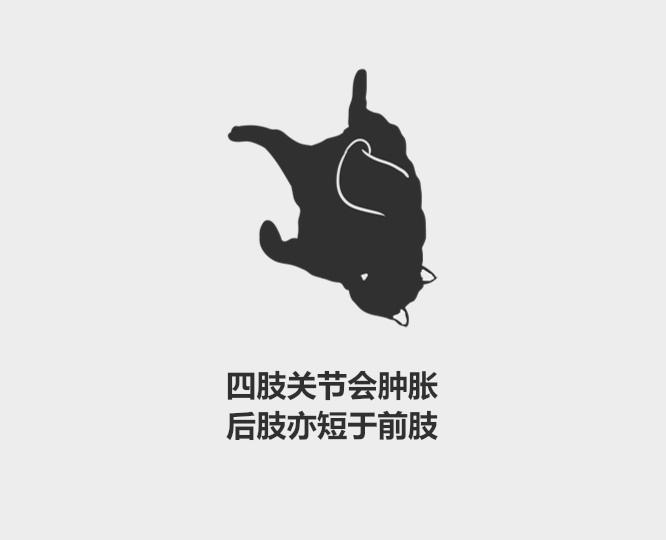 折耳猫有什么缺陷,一定会发病吗,寿命一般多少年,是天生的还是人为的