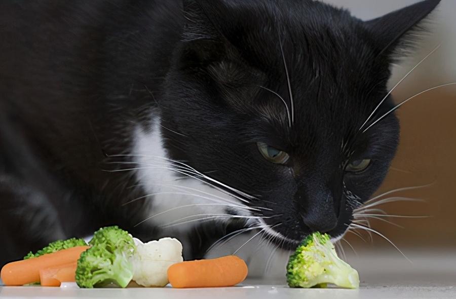 猫咪能吃猪肉吗？掌握喂养针对喵星人食品的知识(喂养指南)