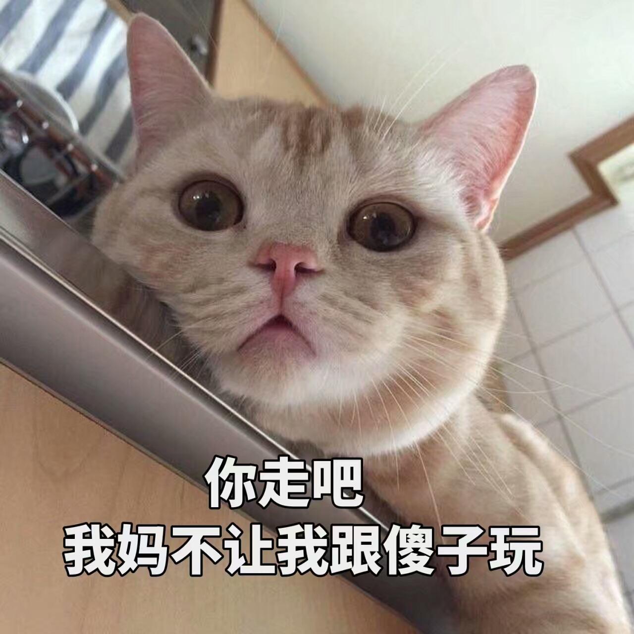 用来引诱小猫出来的猫叫声,诱捕猫用什么诱饵好（掌握有用技巧）