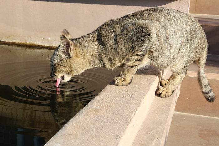 猫咪拉屎特别臭是什么原因（猫尿结晶？肠道问题？需要及时诊治）