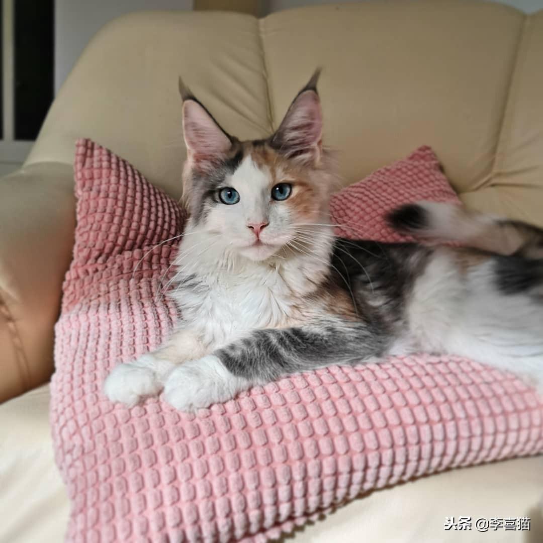 猫产后吃什么有营养价值，母猫产后营养补充