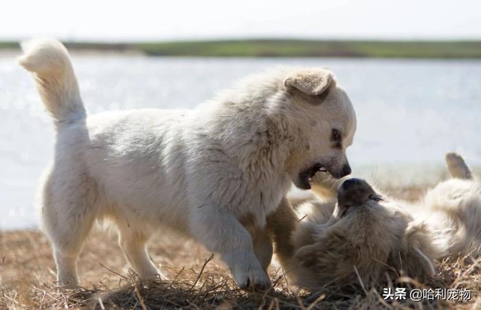 狗与犬的区别在哪里图片,狗和犬是一个品种吗