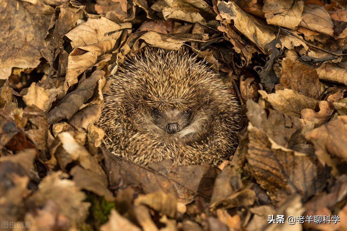 刺猬冬眠吗?为什么?刺猬冬眠的方式是什么样的