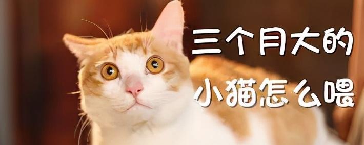 小猫多久可以吃猫粮？初养必看的宝贵建议(喂养创建)