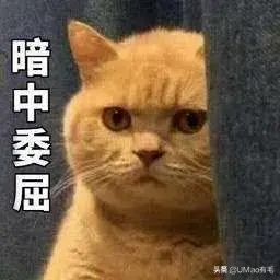 猫咪没有猫砂会憋死吗？（为您提供正确的猫砂选择和使用方法）