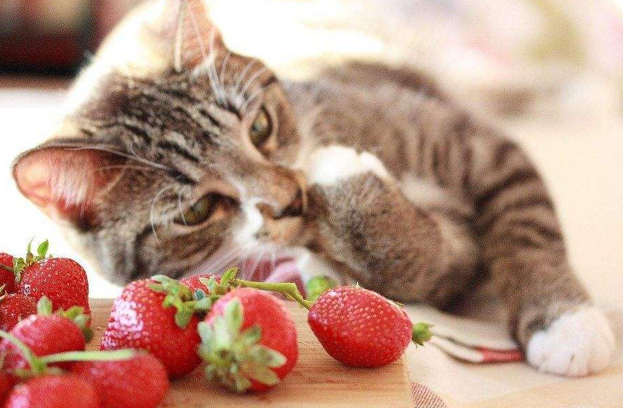 猫咪可以吃的水果有哪些,可以吃芒果吗,小奶猫能吃什么人类食物