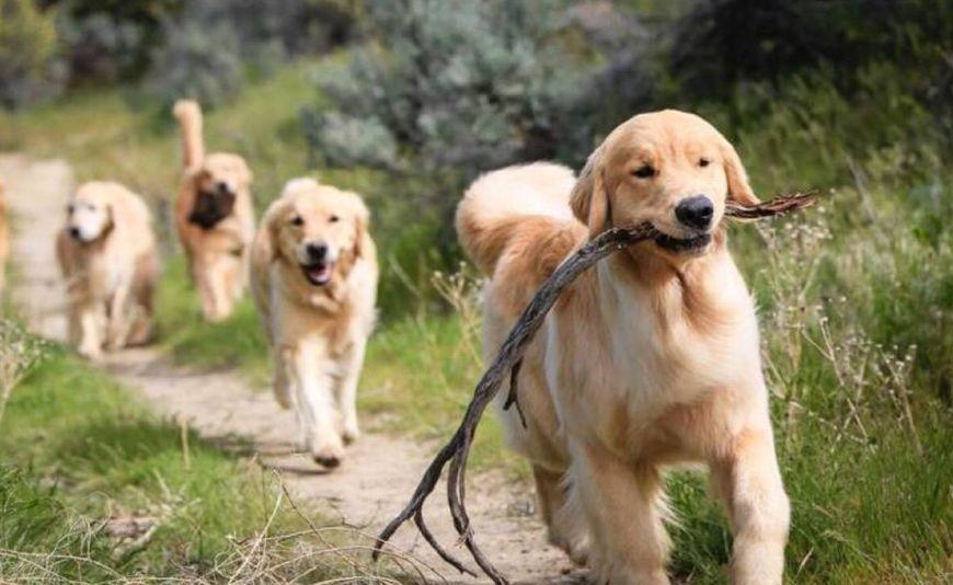 适合女生养的巨型犬，适合独居女孩养的大型犬，养什么狗保护自己