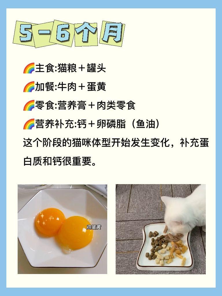 幼猫咪几个月就可以不泡猫粮了，吃得太饱的症状，每个阶段吃什么猫食