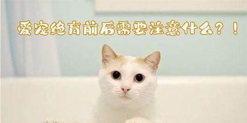 猫咪绝育后多久可以吃东西？(了解猫咪绝育后的注意事项)