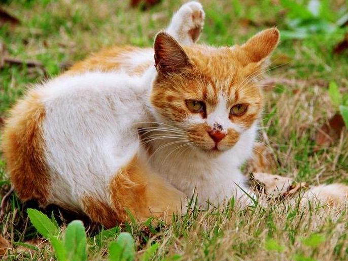 剪到猫咪血线会自愈吗：最全猫咪剪指甲攻略（教你安全有效地剪萌宠的爪子）