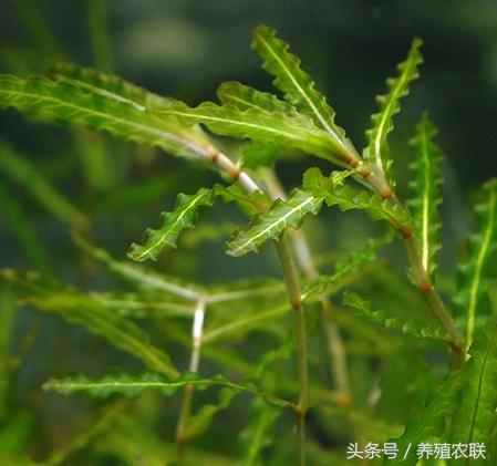 鸭子吃什么东西作为食物成熟，鸭子喂什么吃好