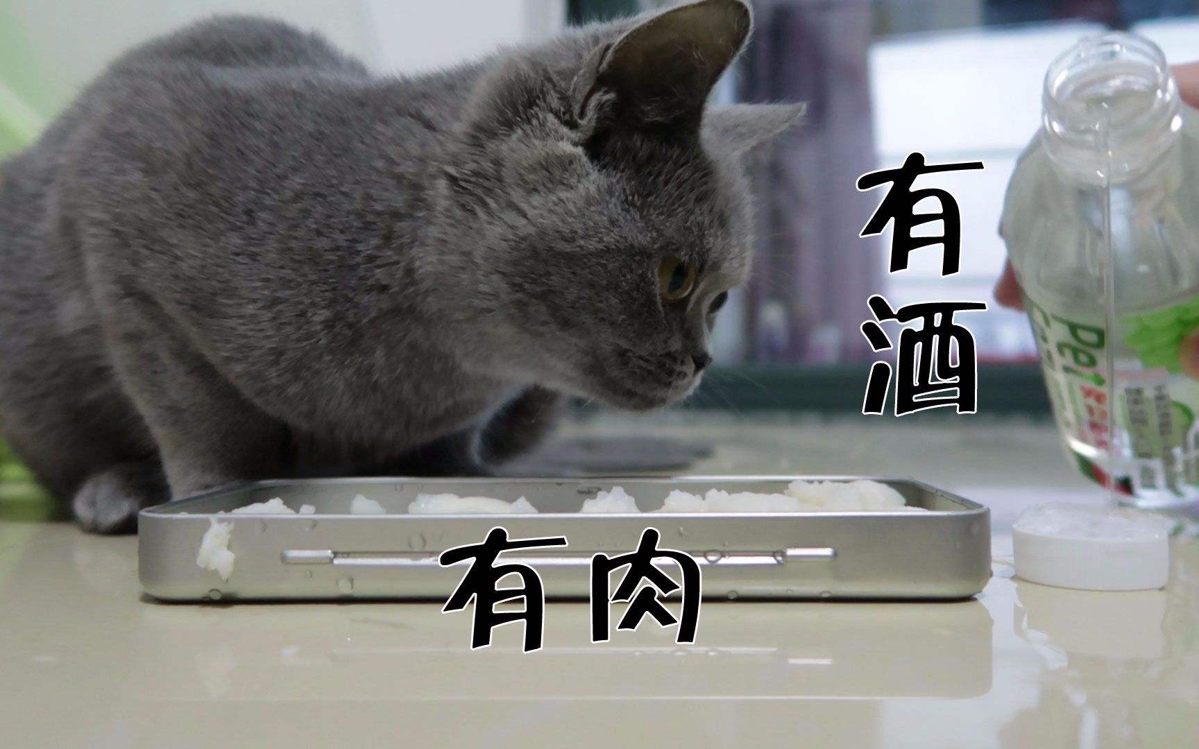 猫喝酒会怎么样,对身体有什么危害（真相大揭秘：猫与酒的危险关系）