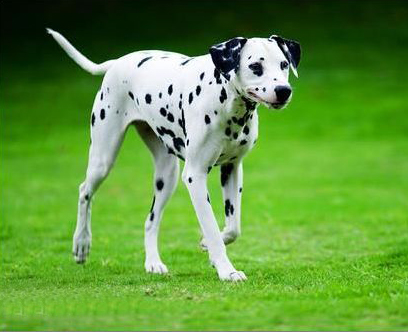 名犬大全 品种及图片及名字,100多种名犬排行榜