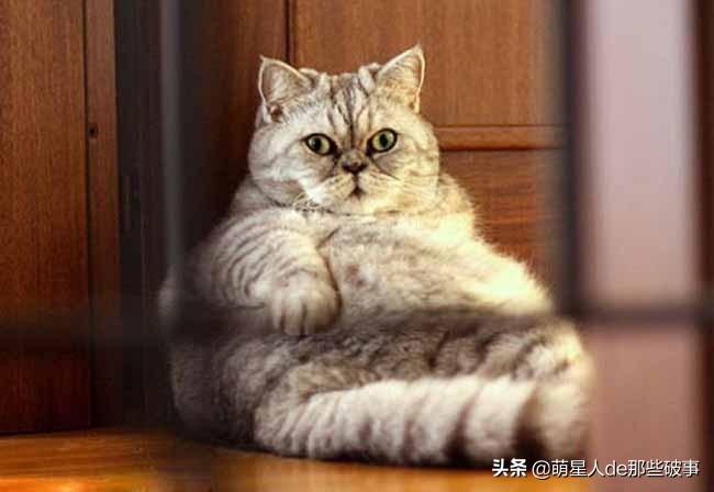 知道猫的正常体温有助于发现疾病（猫的正常体温是多少度？）