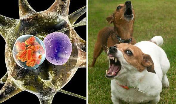 狗多久打一次狂犬疫苗，狗有狂犬病能活多久，一定会发病吗