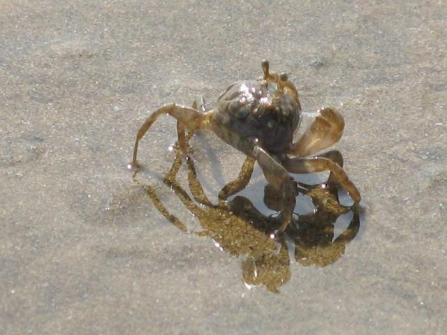 宠物螃蟹怎么养，吃什么，能活多久，多久换一次水