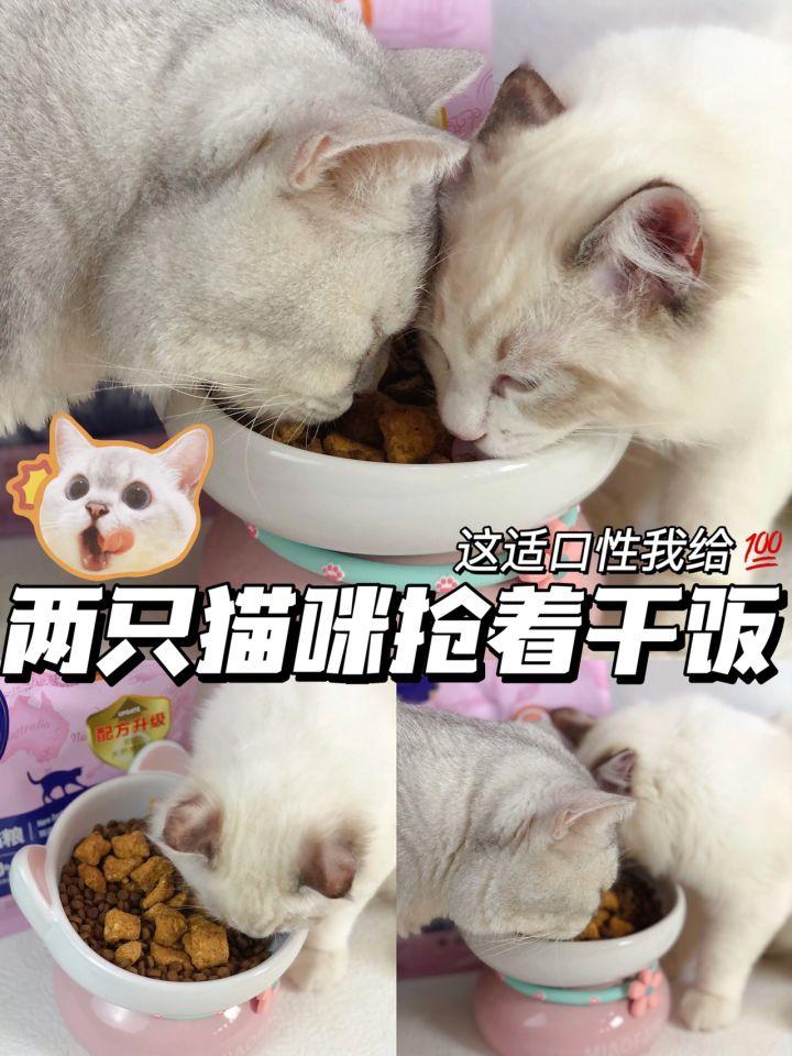 猫咪舔了体外驱虫药有危险吗？如何避免这种情况？(猫咪药品使用注意事项)