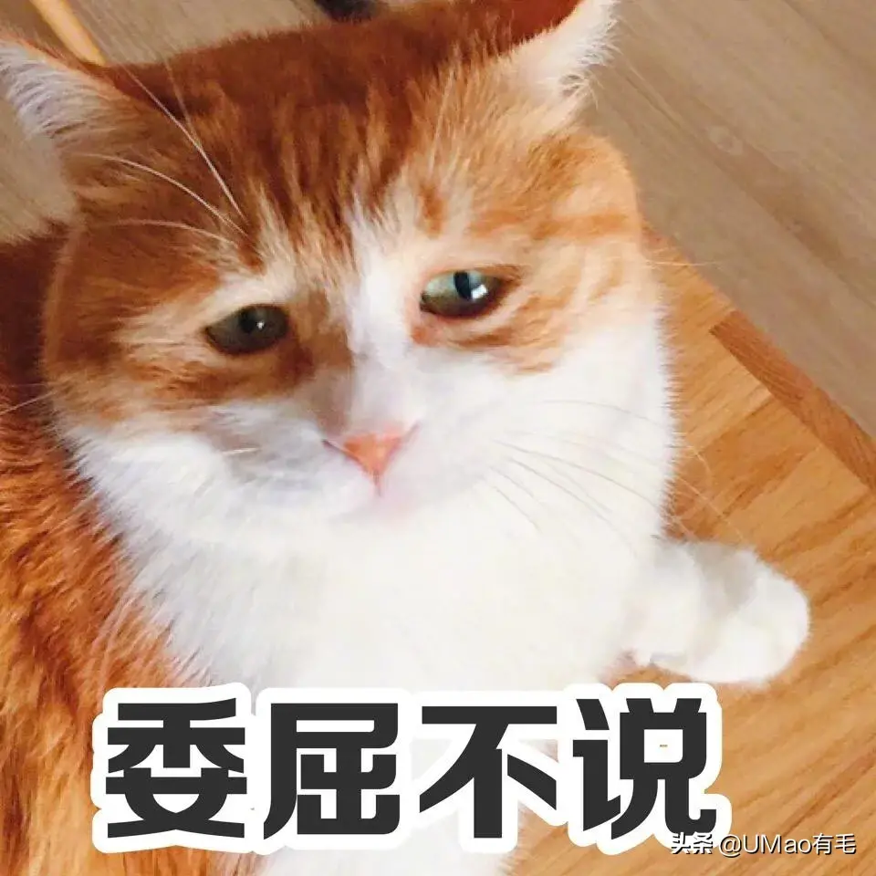 猫咪没有猫砂会憋死吗？（为您提供正确的猫砂选择和使用方法）