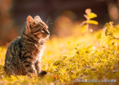 猫咪能喝豆浆吗？猫咪饮食常见问题解答