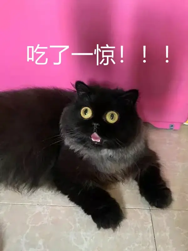 猫一直哼哧哼哧一抽一抽？了解猫咪的语言表达（猫咪语言学）