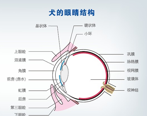 狗狗眼睛发红是怎么回事流眼泪,狗狗眼圈外面发红红肿怎么办