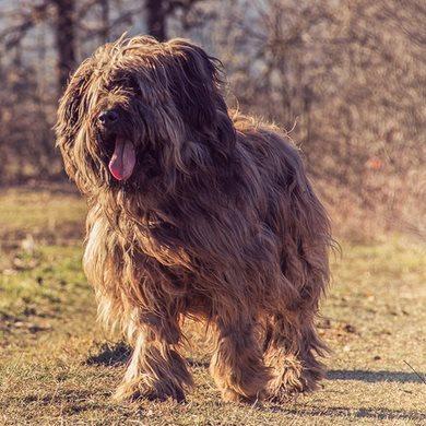 名犬大全 品种及图片及名字,100多种名犬排行榜