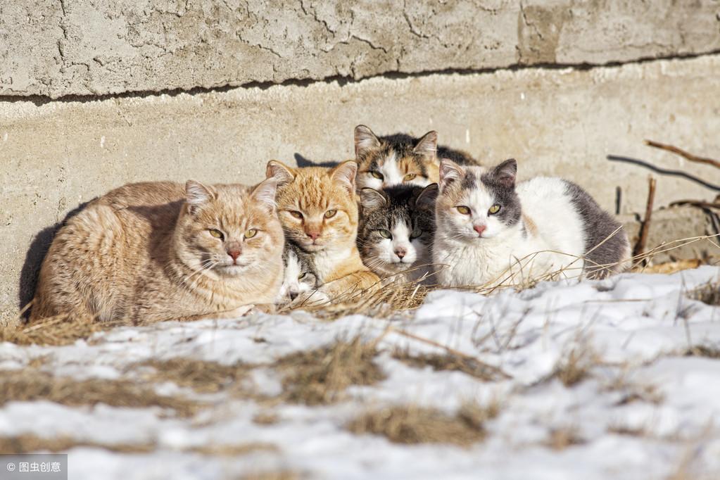 如何用气味驱赶野猫离开某个地方，怎样能把猫彻底赶走