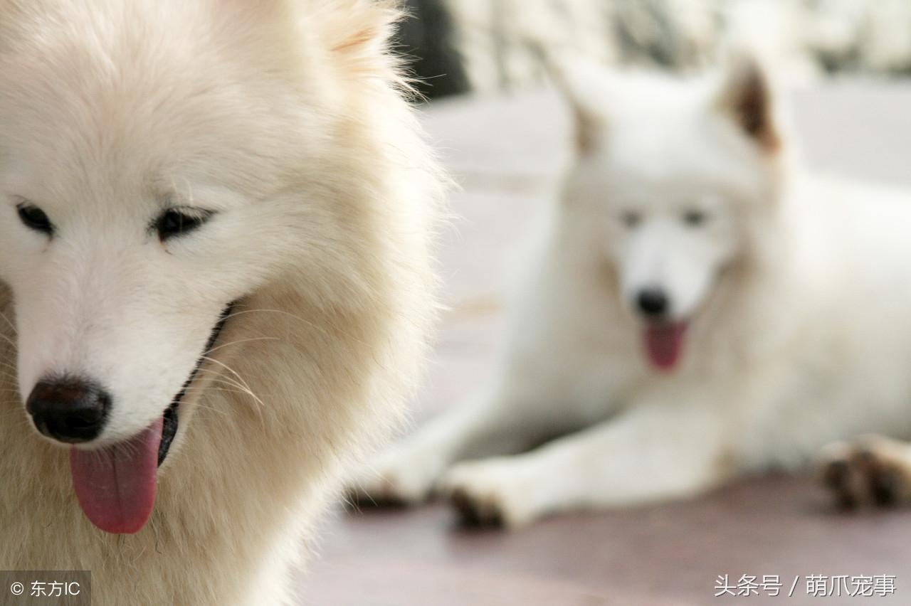 狗不能吃什么水果，狗狗能吃的水果和蔬菜有哪些