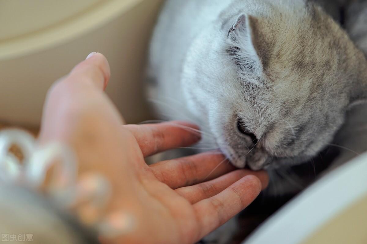 猫咪拉稀像泥浆很臭但精神很好（分析猫咪拉稀和身体状况的关系）