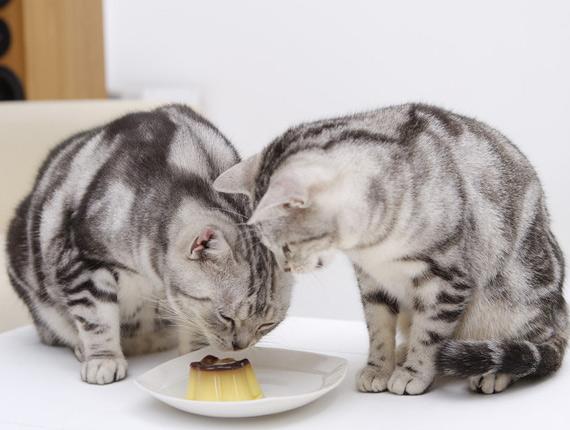 猫能吃奶油吗少量（探究宠物饮食中的奶制品）