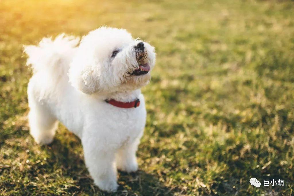 短毛中型犬有哪些，十大适合家养的中型狗小型犬