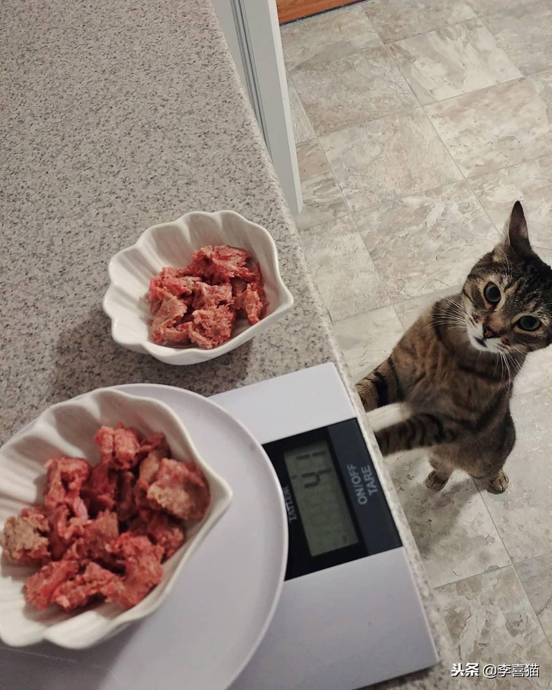 猫咪吃猪肉有什么注意事项？（食用前必须知道的猫咪健康知识）