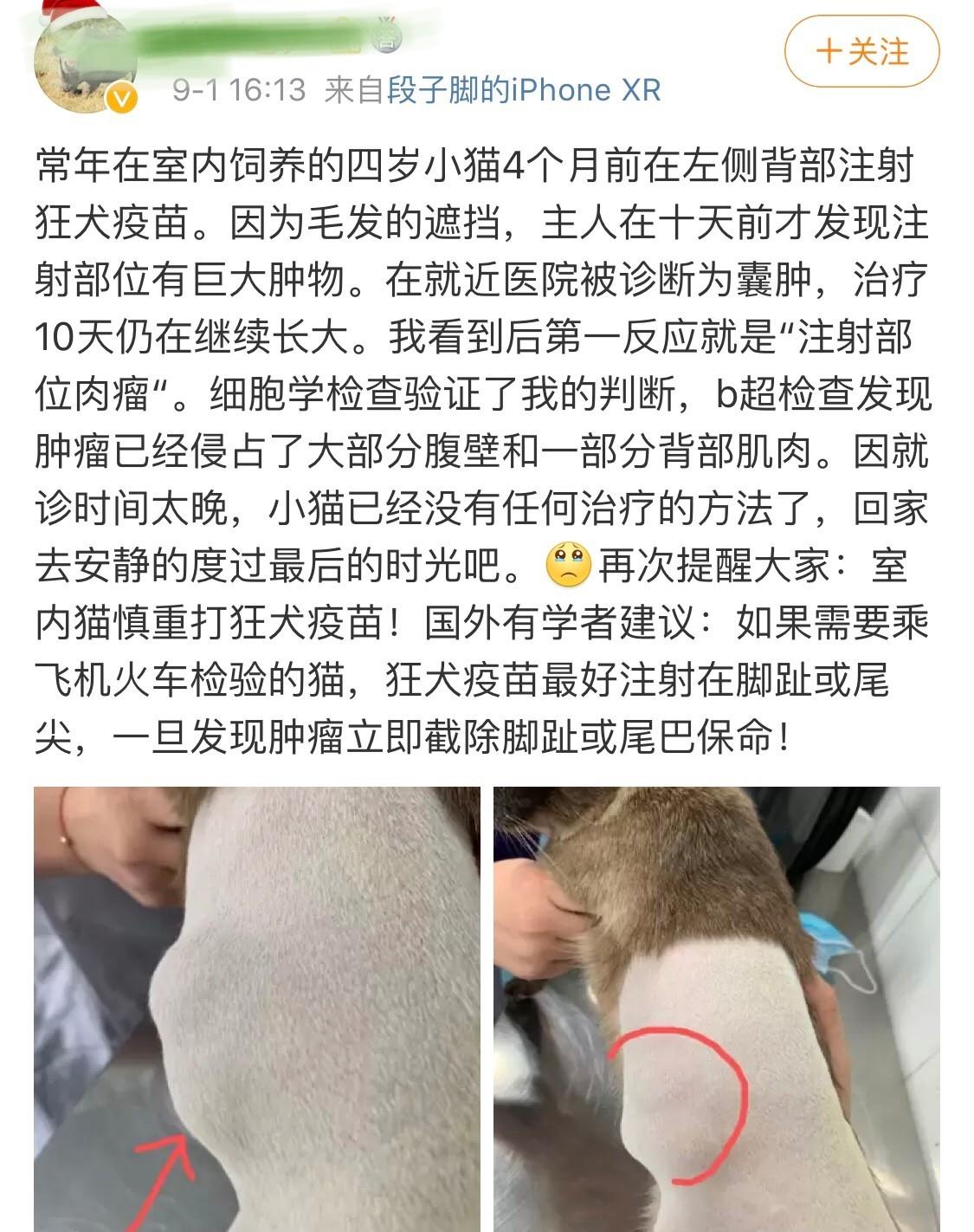 猫要打狂犬疫苗吗，要打几次，猫要打什么疫苗，猫打狂犬疫苗的利弊