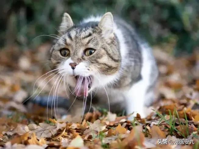 两个月小加菲猫能不能吃芒果,猫咪为啥喜欢吃芒果