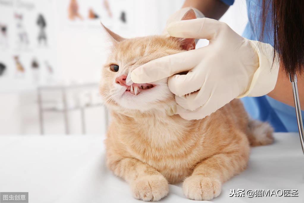 小猫多大可以吃猫粮,多大可以洗澡,猫咪多久发育成熟