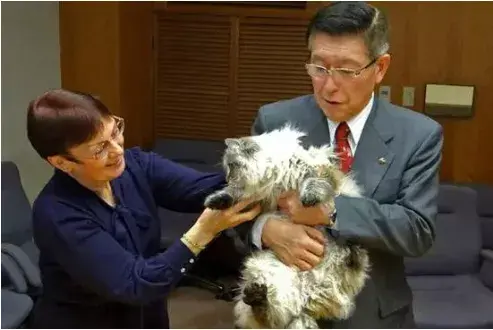 森林猫的生活习性和特点是什么？（了解野生猫咪保护问题）