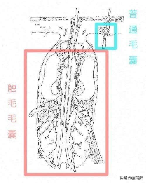 猫胡子剪了有什么后果：小心，剪掉猫咪胡须后果严重（胡须的神奇作用你知道吗）