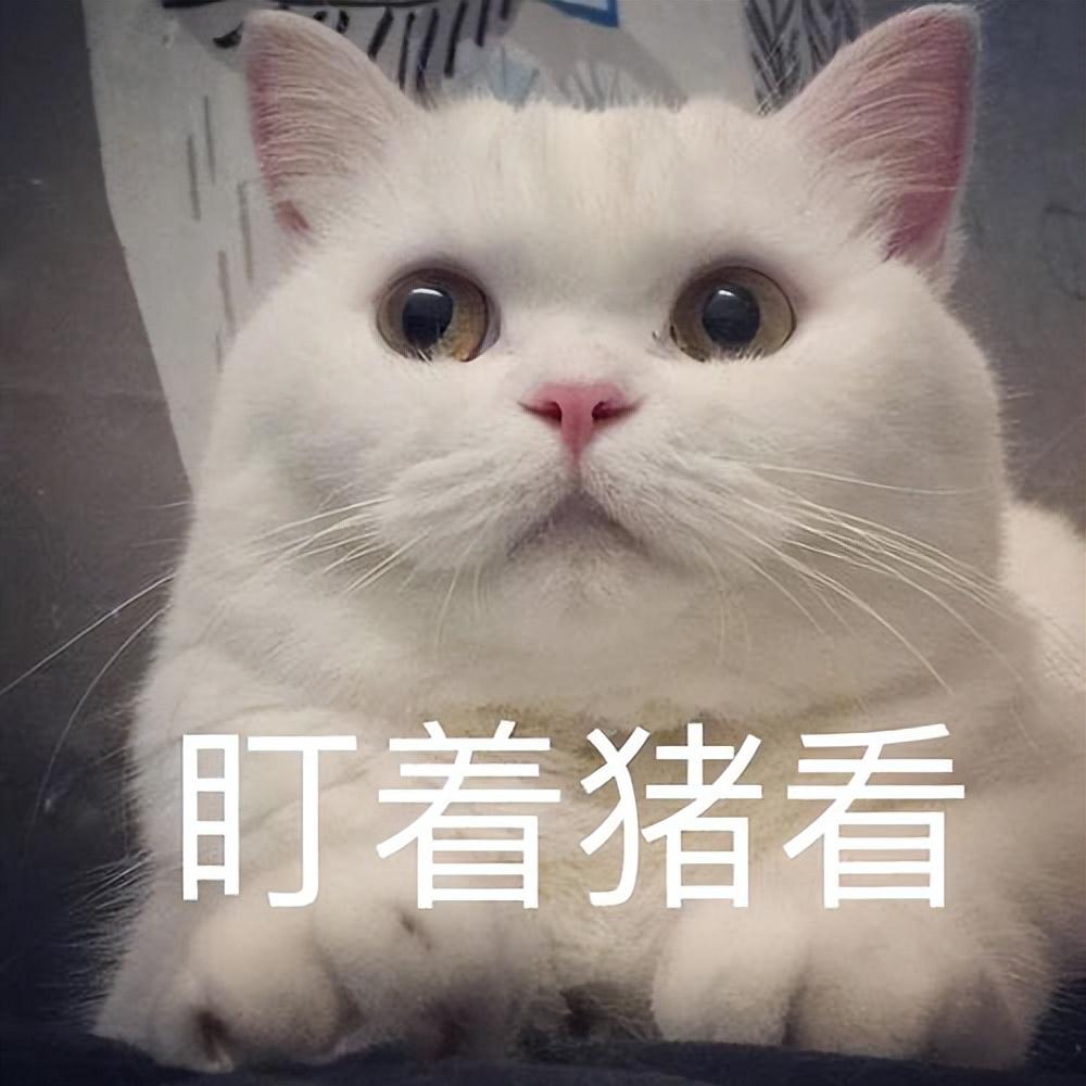 多大算成猫,十个月是幼猫还是成猫,一岁猫相当于人几岁