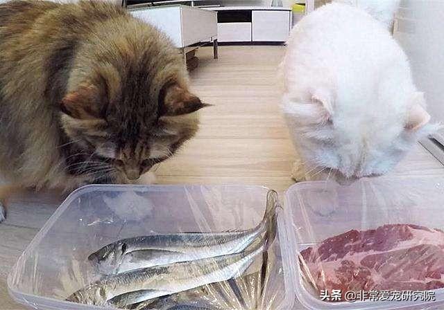 猫可以吃生猪肉吗(了解安全喂食宠物的正确方式)