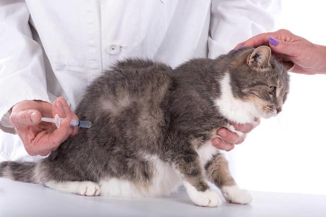 猫不吃食没精神怎么办（养猫必看的救急知识）