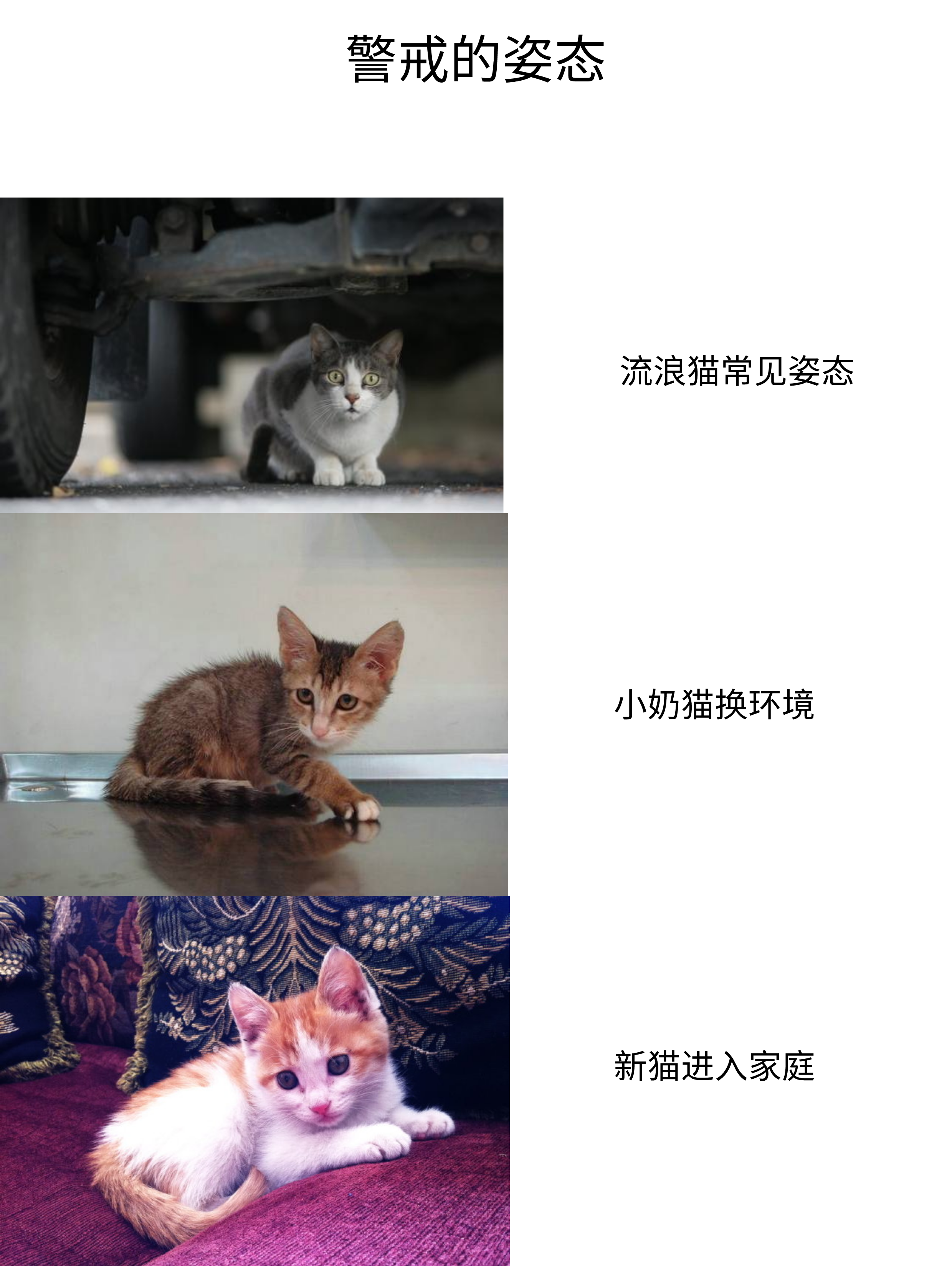 猫弓起身子走路是什么意思,代表什么（猫咪体语解读）