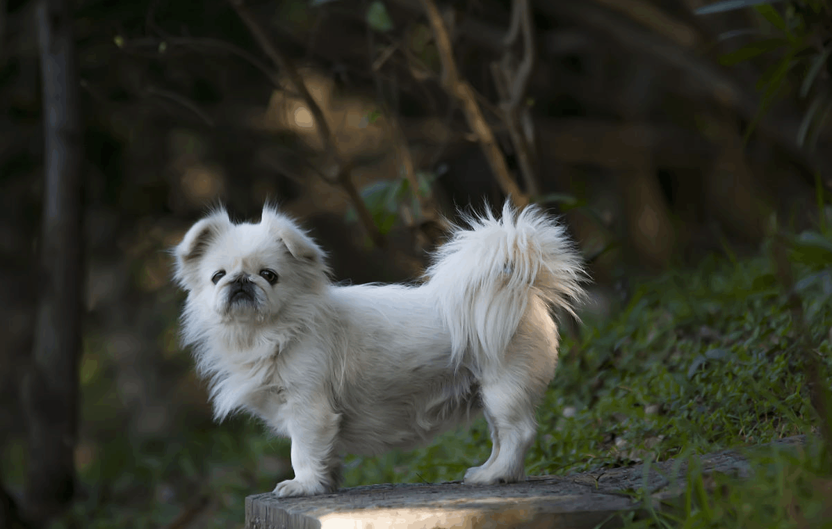 京巴犬多少钱，为什么没人养，刚开始养就后悔