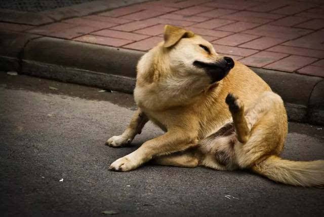 狗狗一直挠痒痒耳朵甩头怎么回事,狗狗身上痒痒总挠怎么办