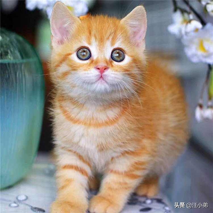 没断奶的小猫怎么养活没有奶粉怎么办，没断奶的猫喂什么