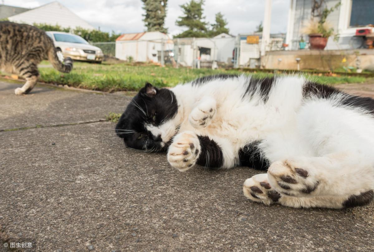 如何用气味驱赶野猫离开某个地方，怎样能把猫彻底赶走