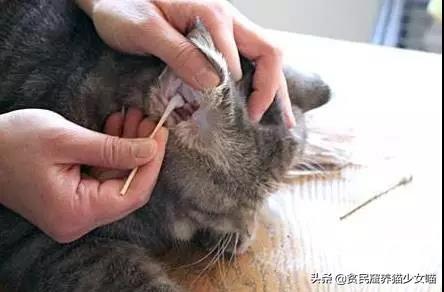 猫耳朵里的黑色脏东西是什么?（解答猫耳朵内的黑色物质是什么）